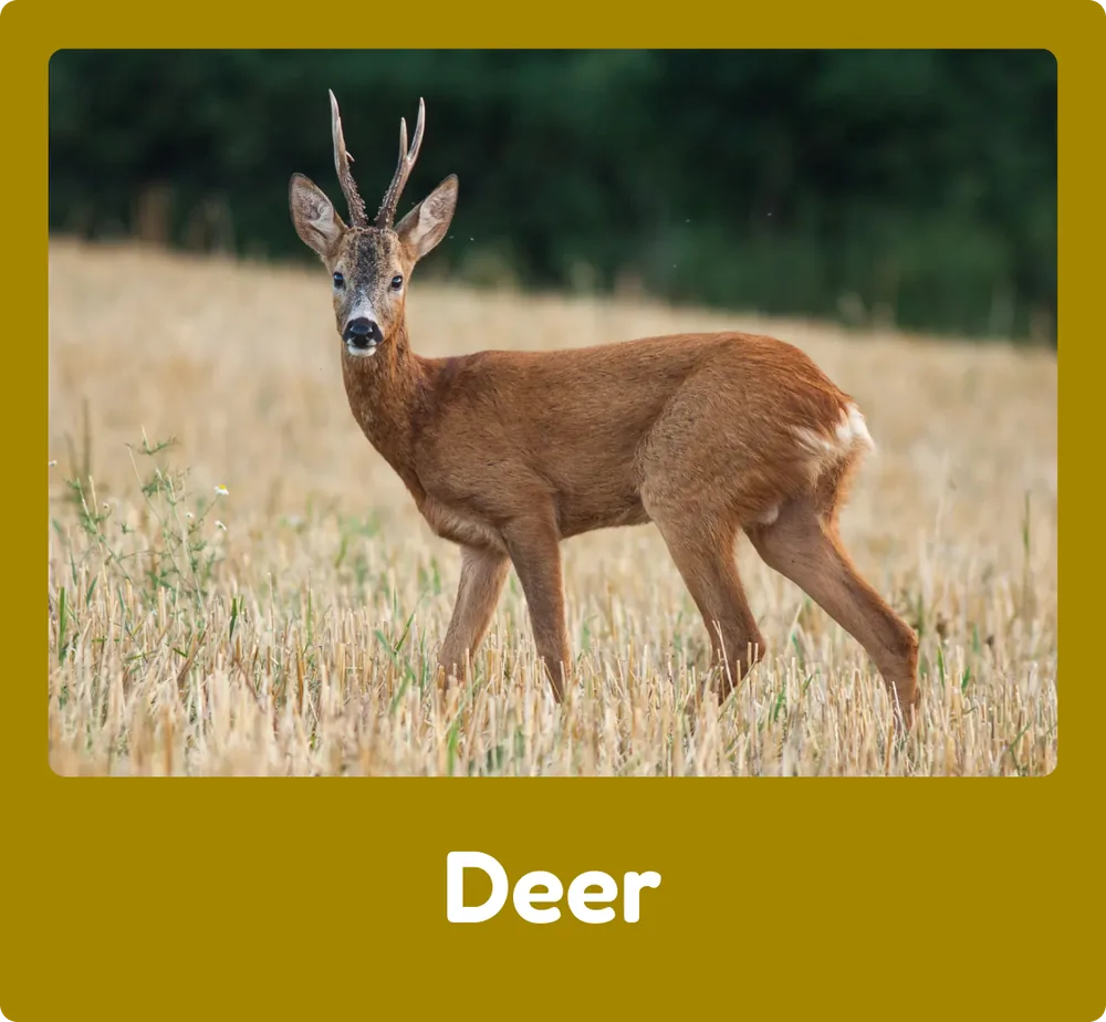 Deer