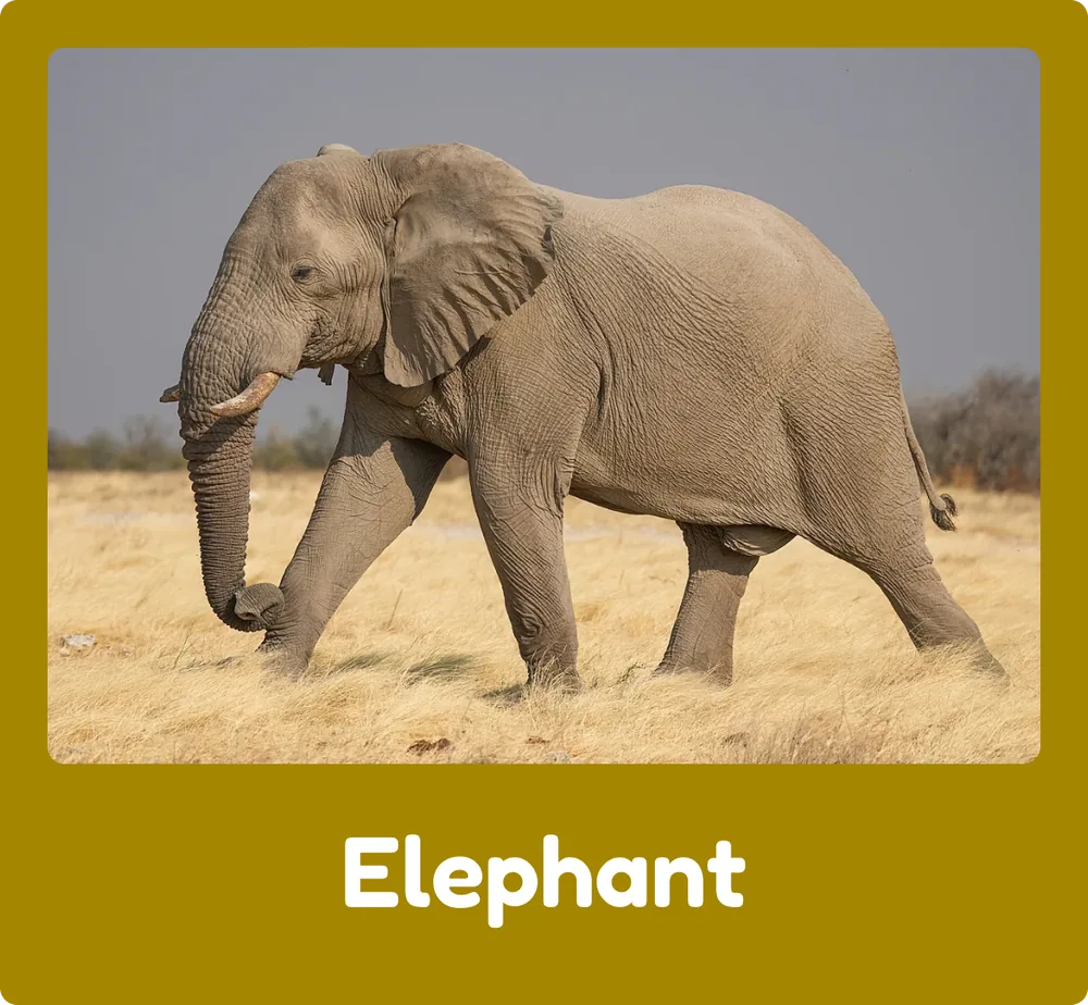 Elephant