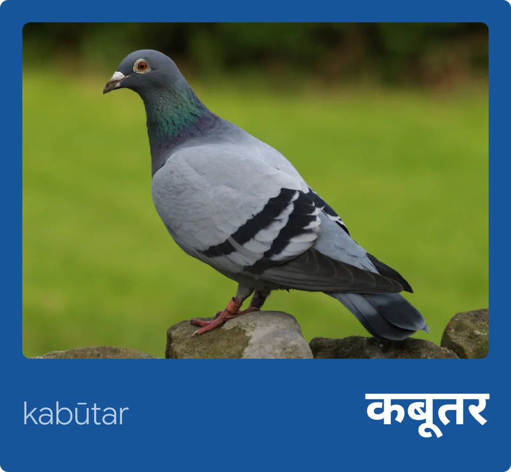 Pigeon (Hindi)