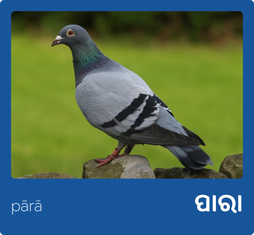 Pigeon (Odia)