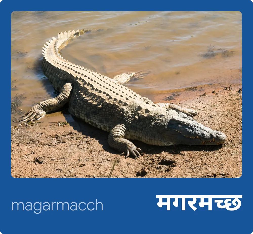 Crocodile (Hindi)