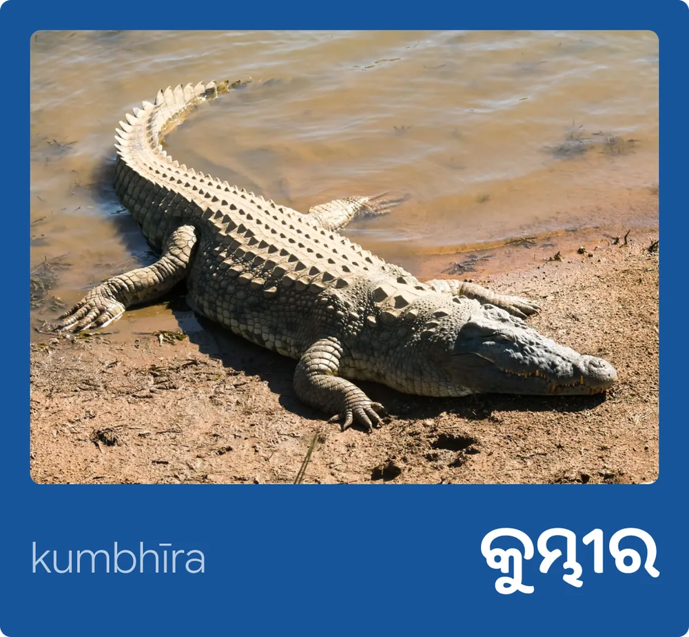 Crocodile (Odia)