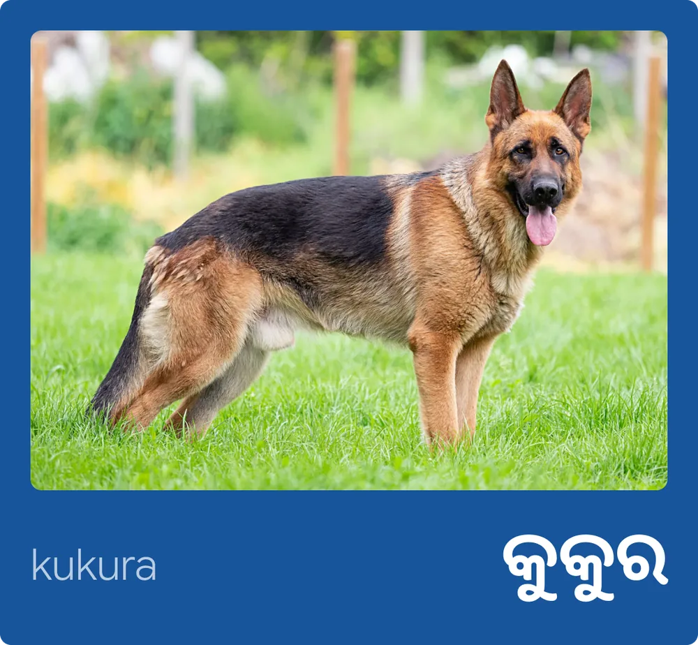 Dog (Odia)