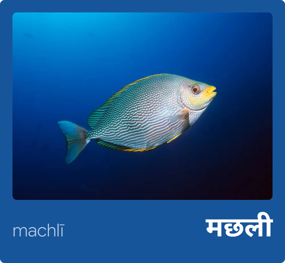 Fish (Hindi)