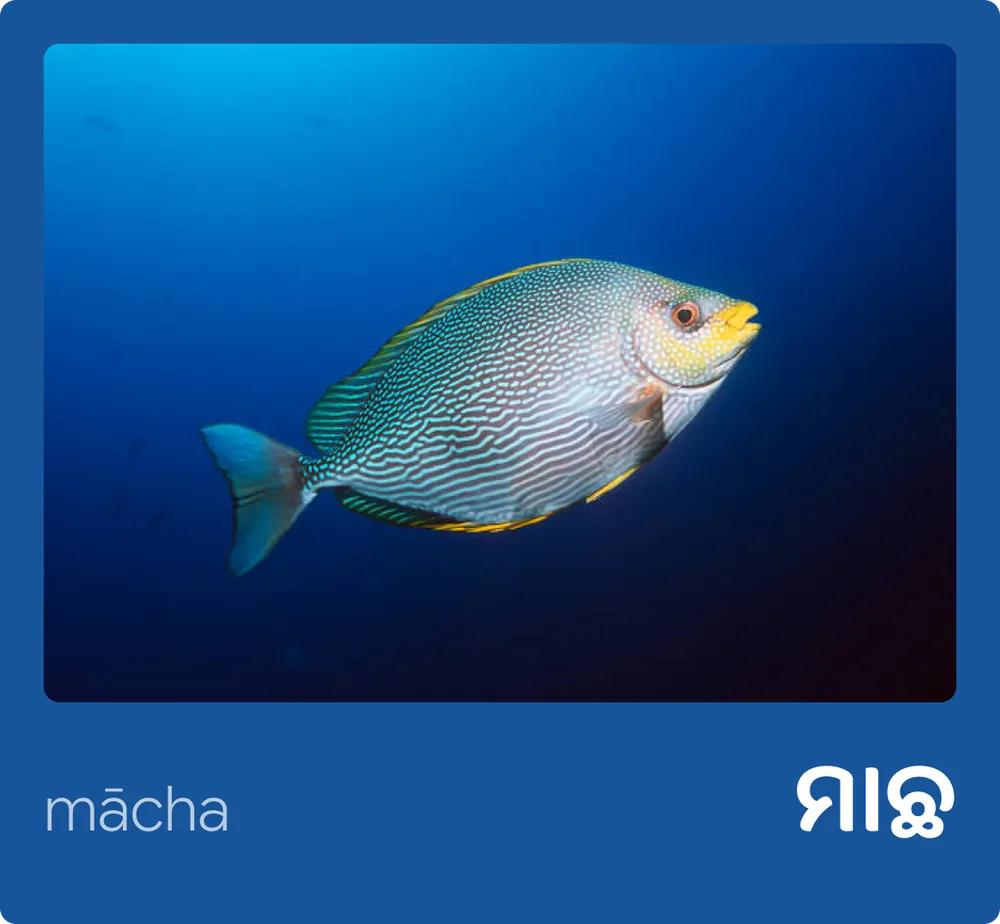 Fish (Odia)