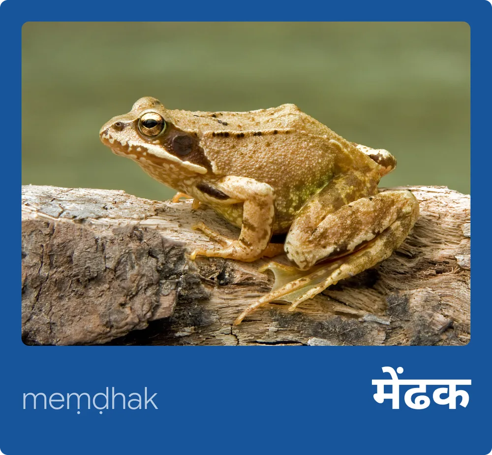 Frog (Hindi)