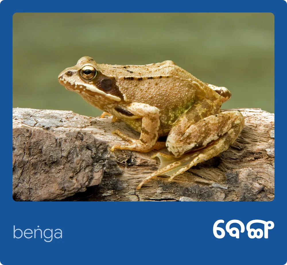 Frog (Odia)