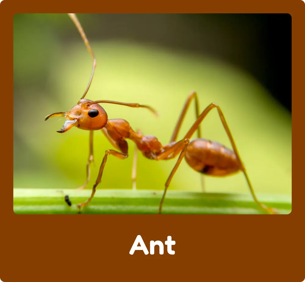 Ant