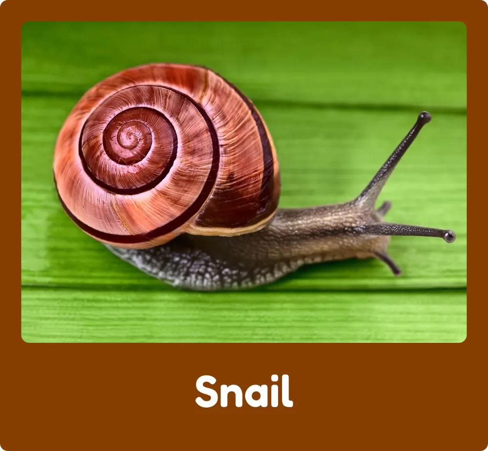 Snail