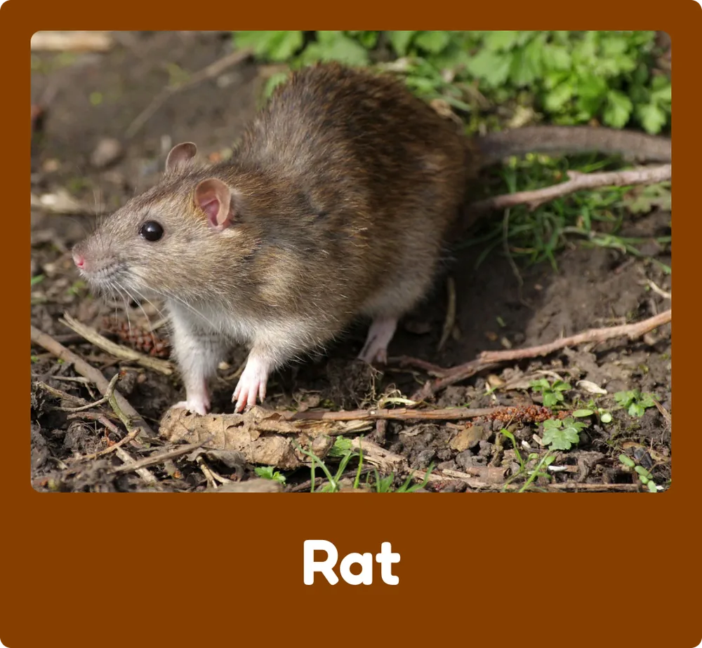 Rat