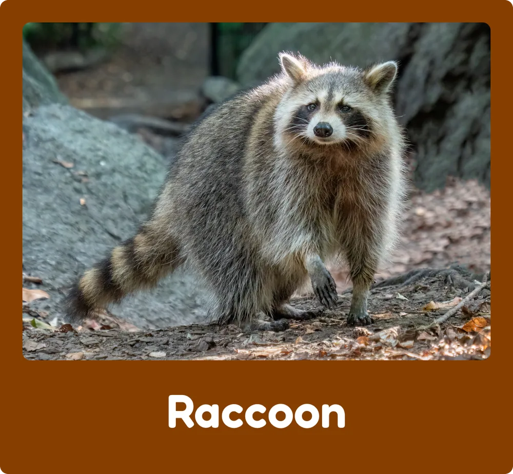 Raccoon