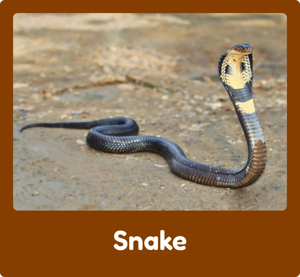 Snake