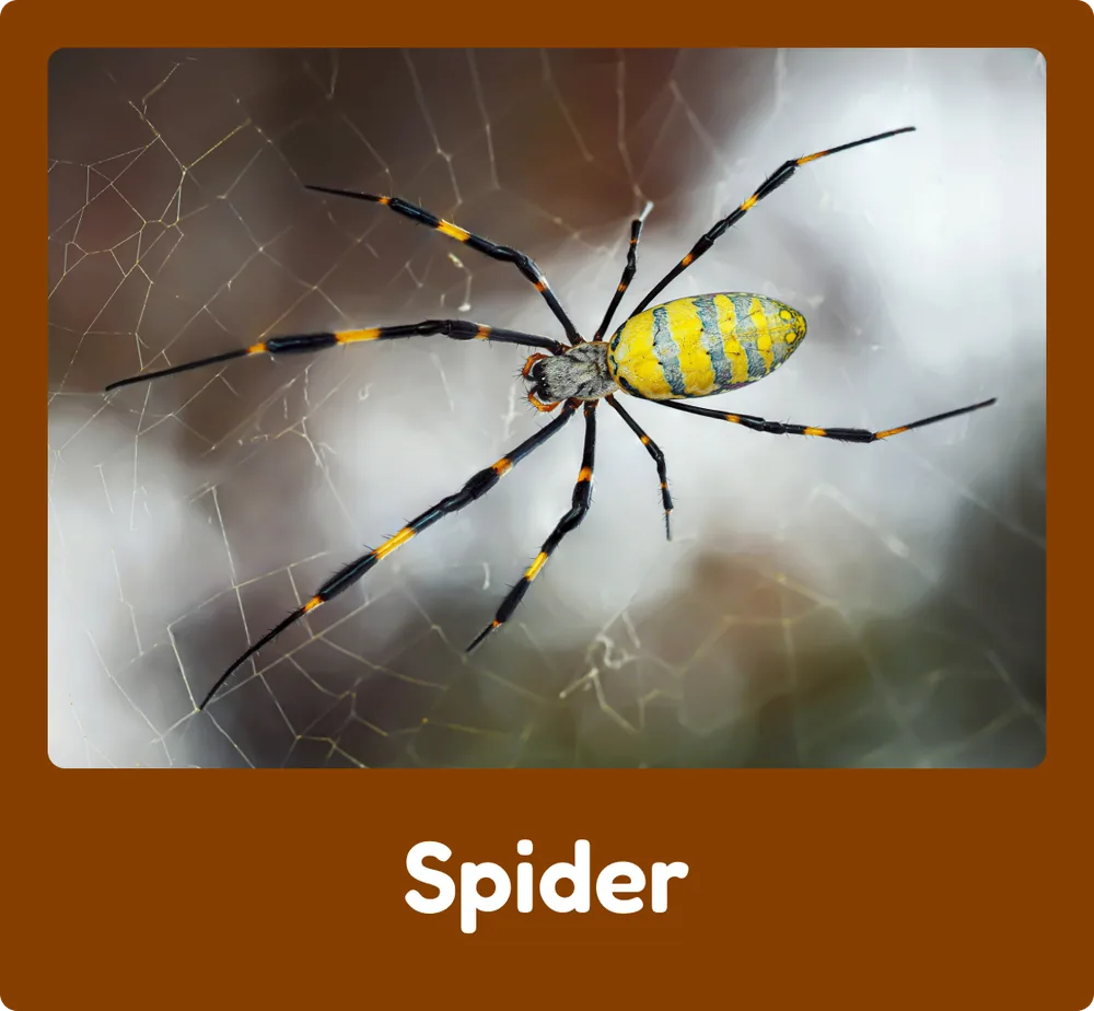 Spider