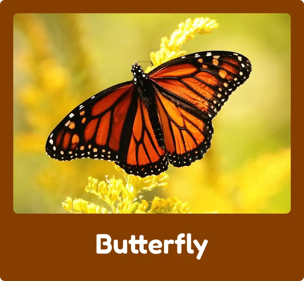 Butterfly