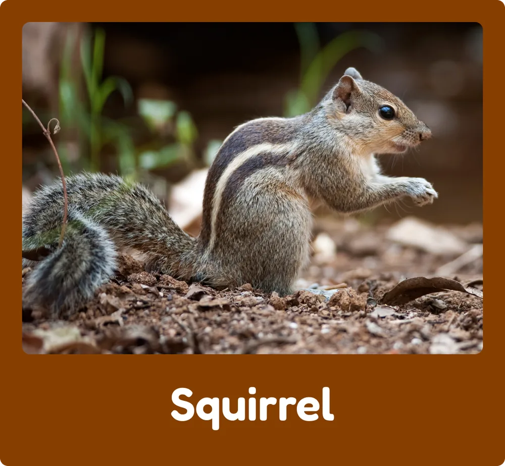Squirrel