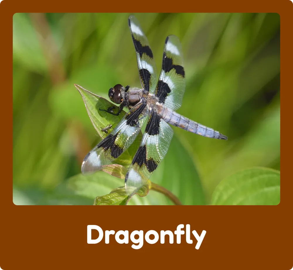 Dragonfly