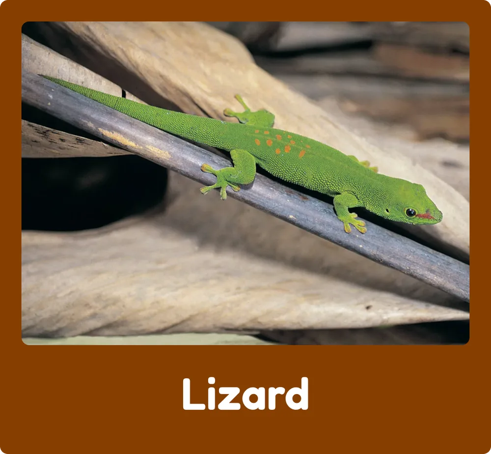 Lizard