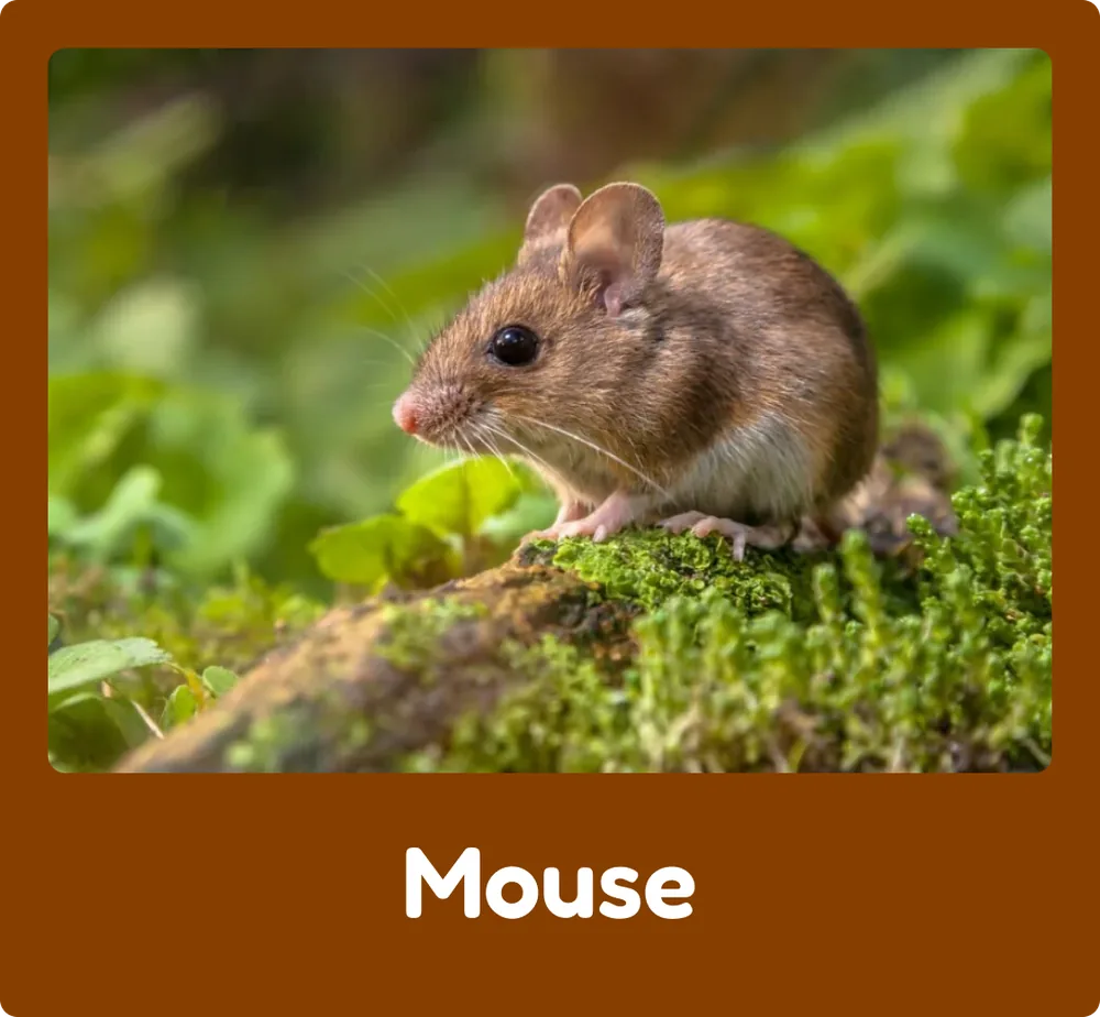 Mouse