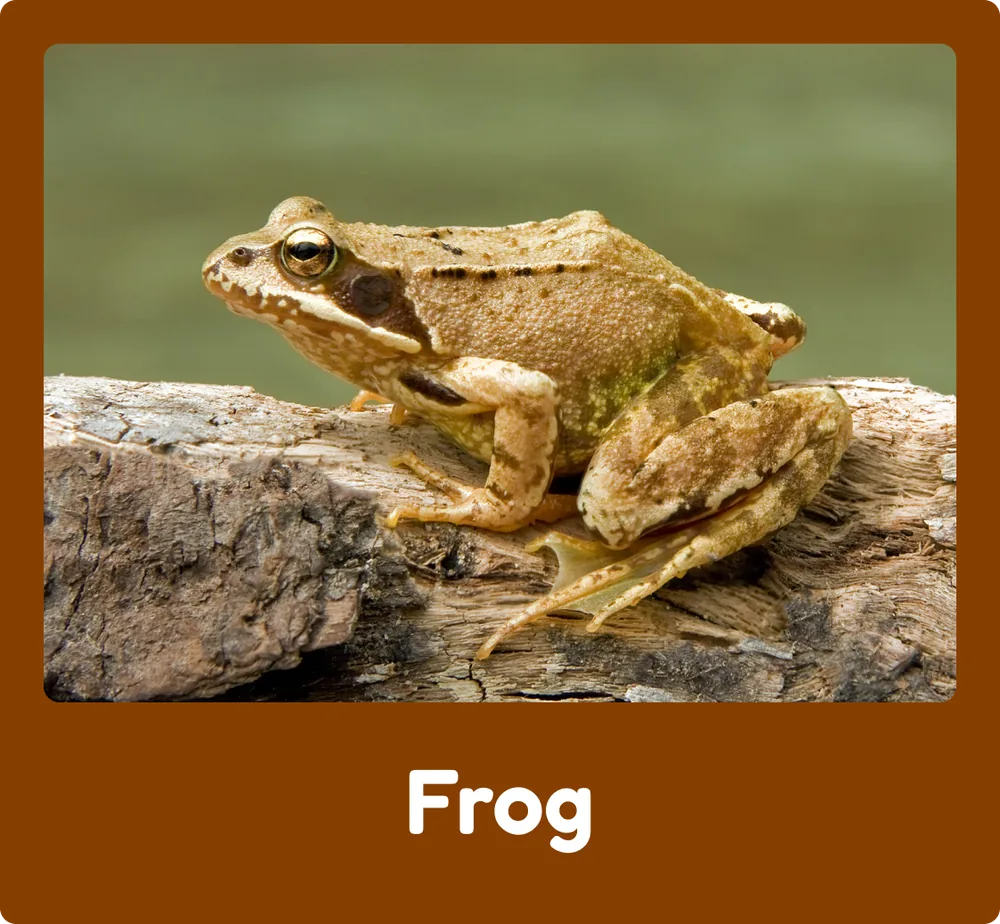 Frog