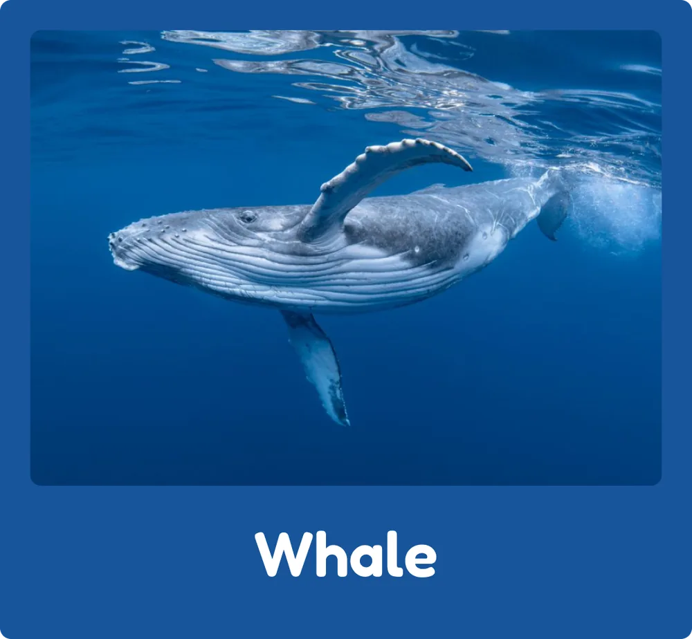 Whale