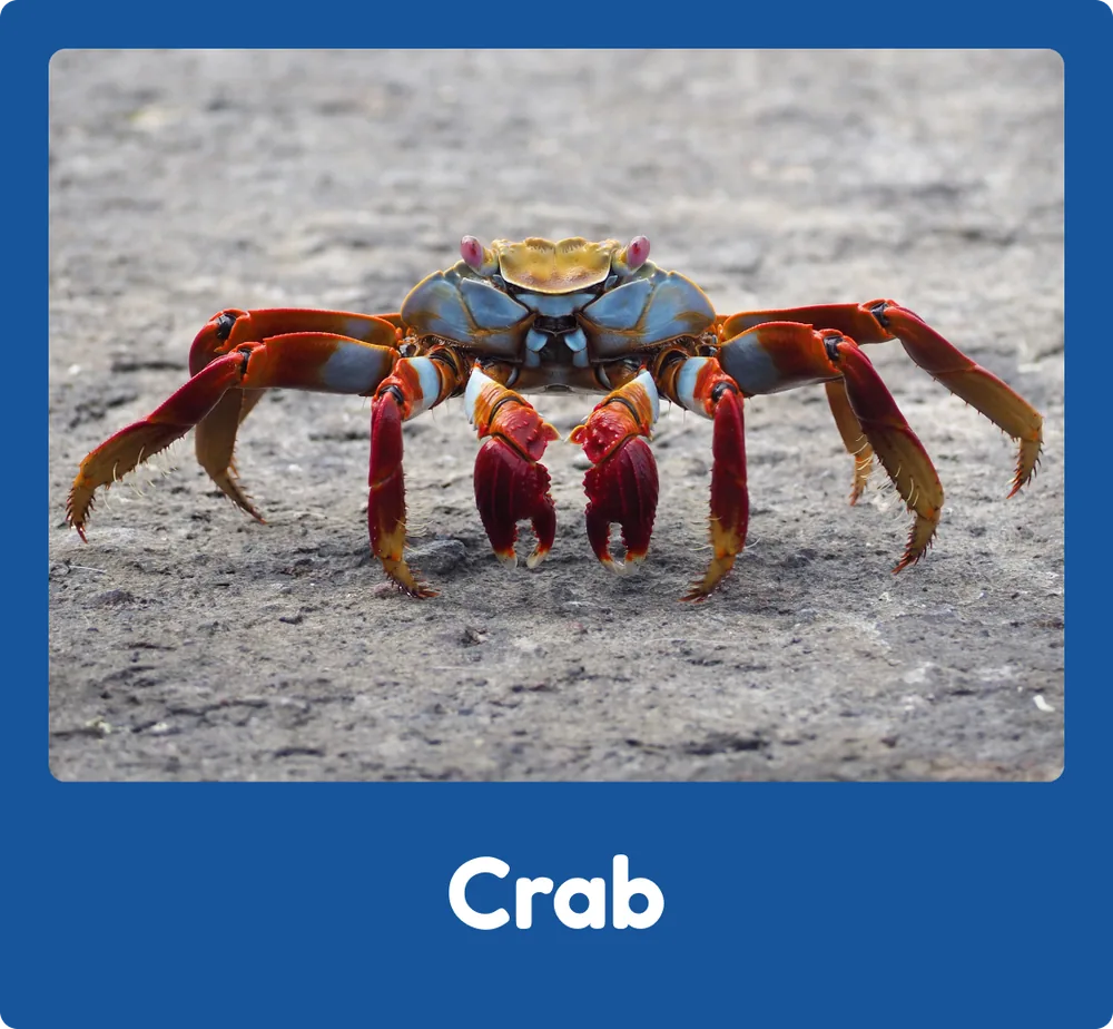 Crab