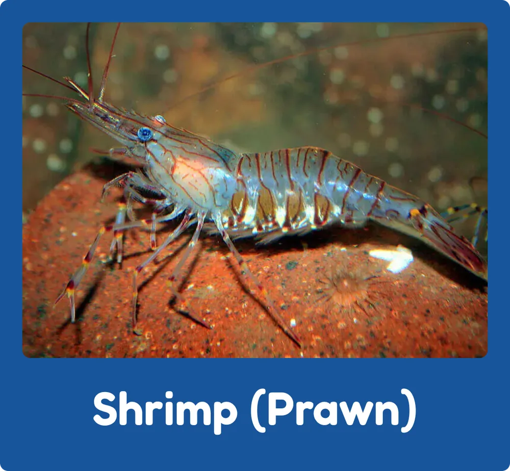 Shrimp (Prawn)