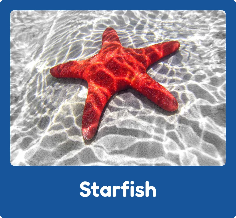 Starfish