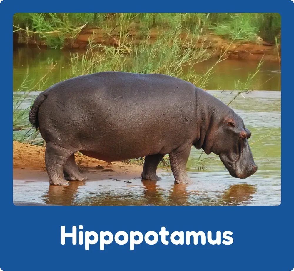 Hippopotamus
