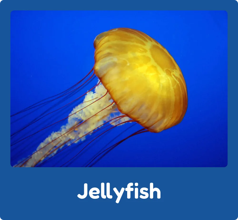 Jellyfish