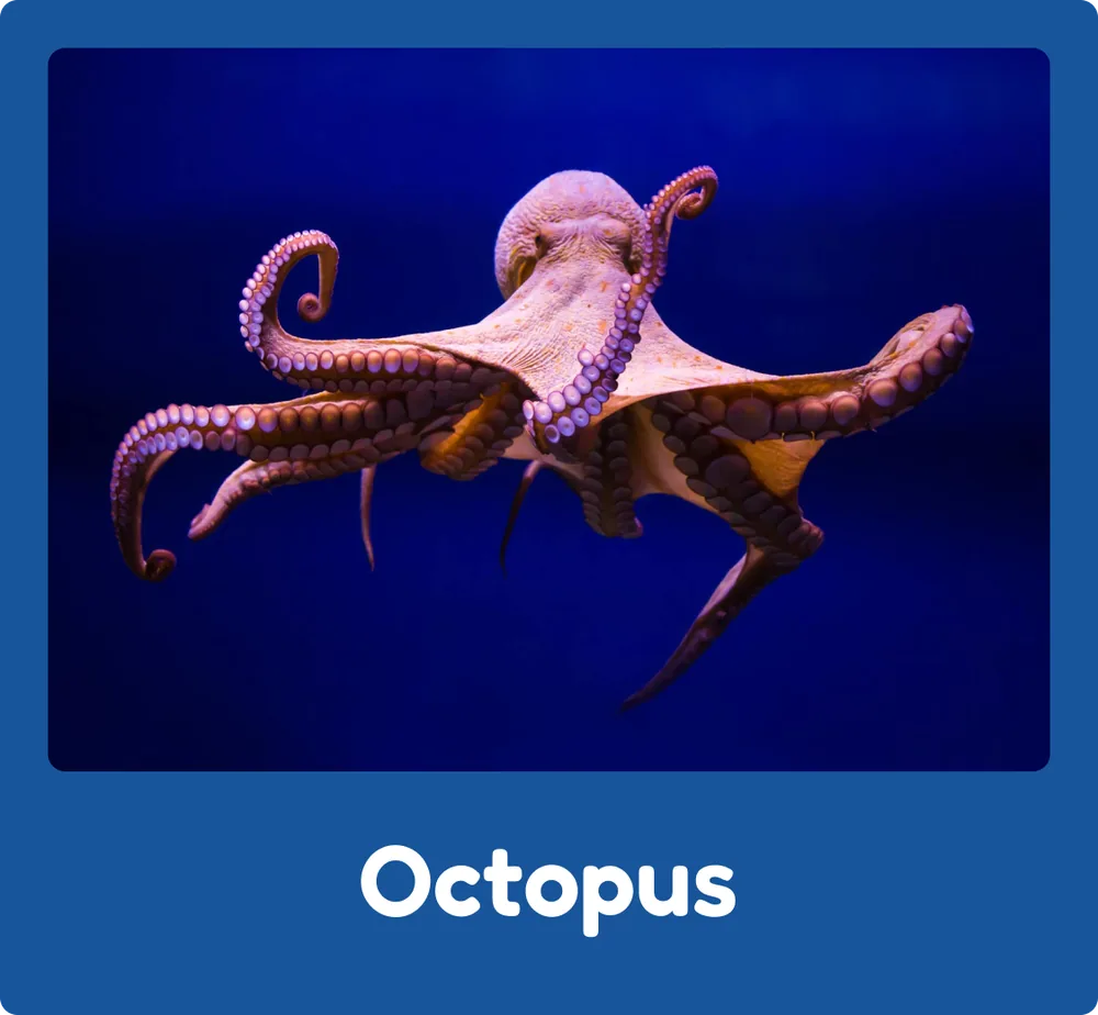 Octopus