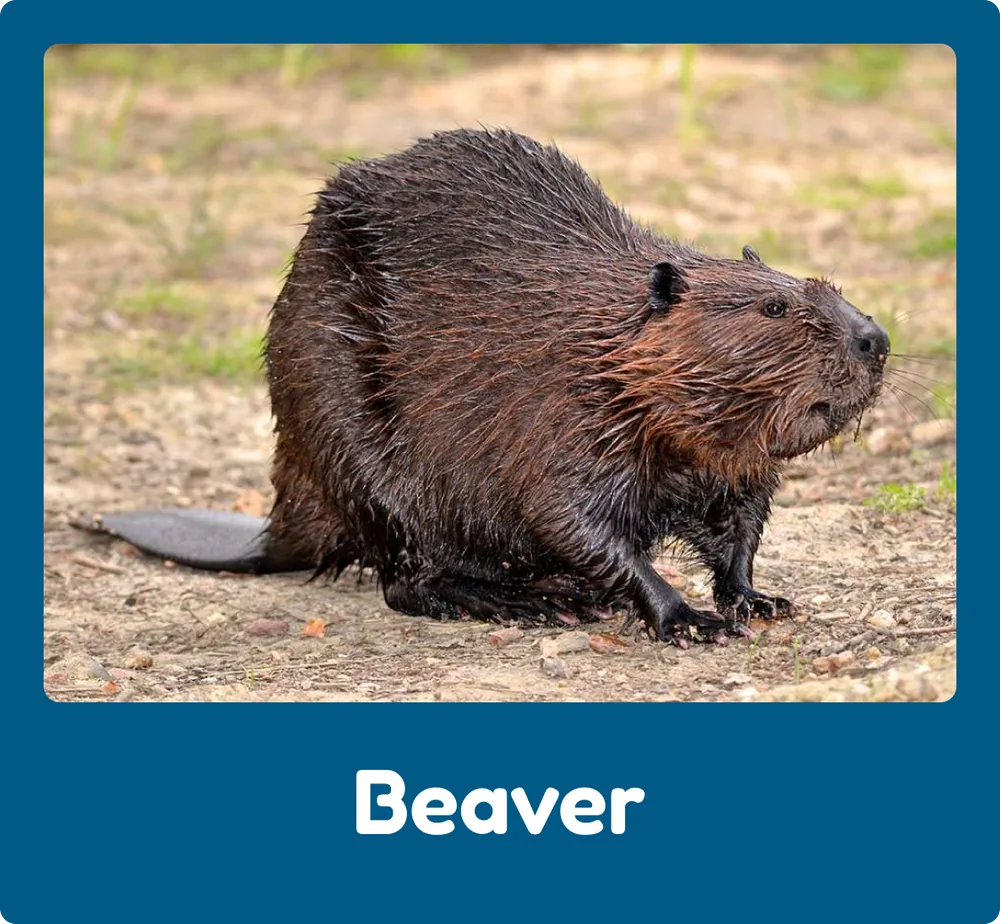 Beaver