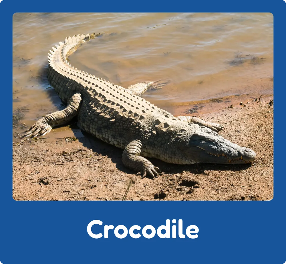 Crocodile