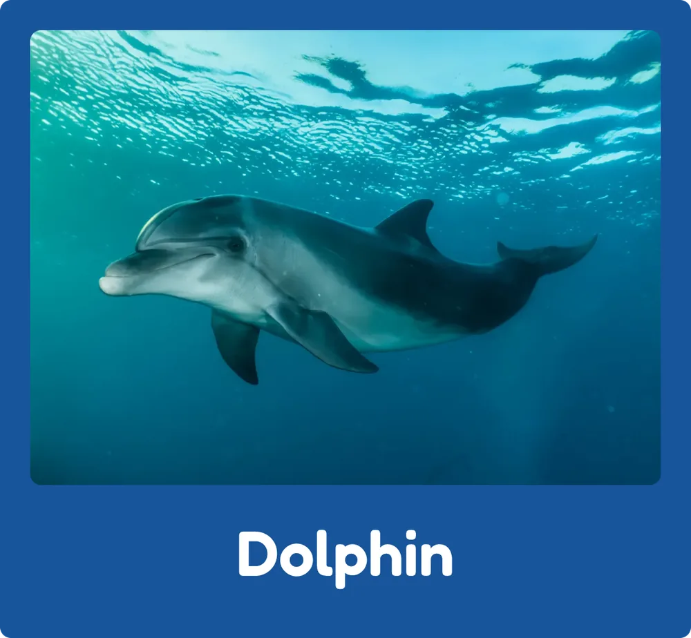 Dolphin