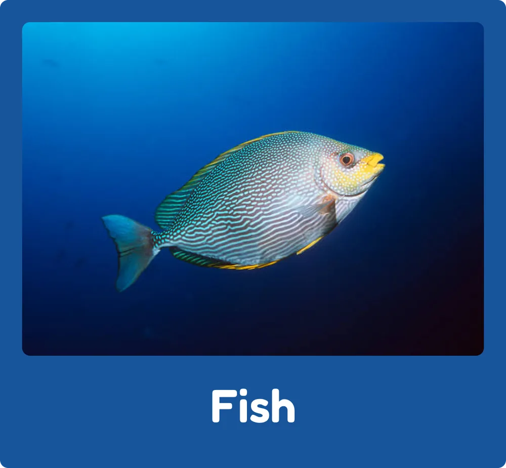 Fish