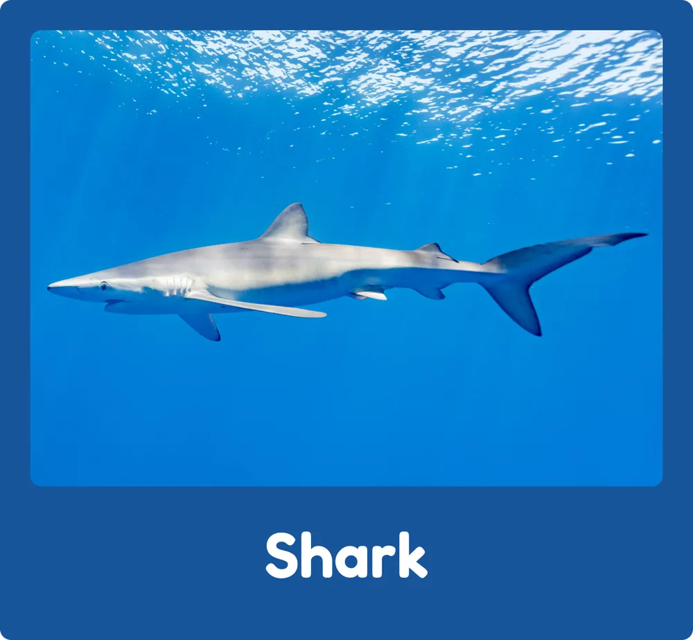 Shark