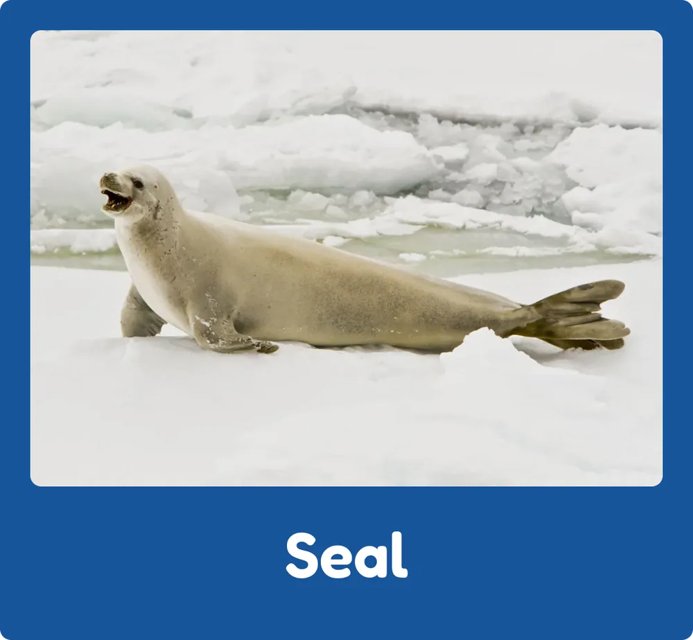 Seal