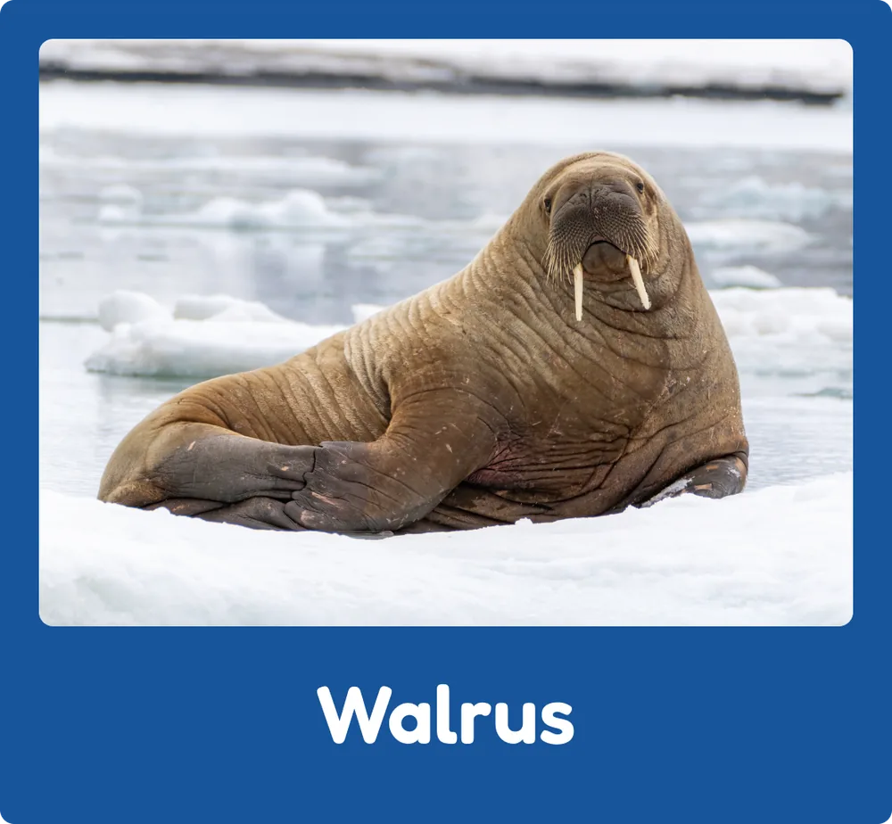 Walrus
