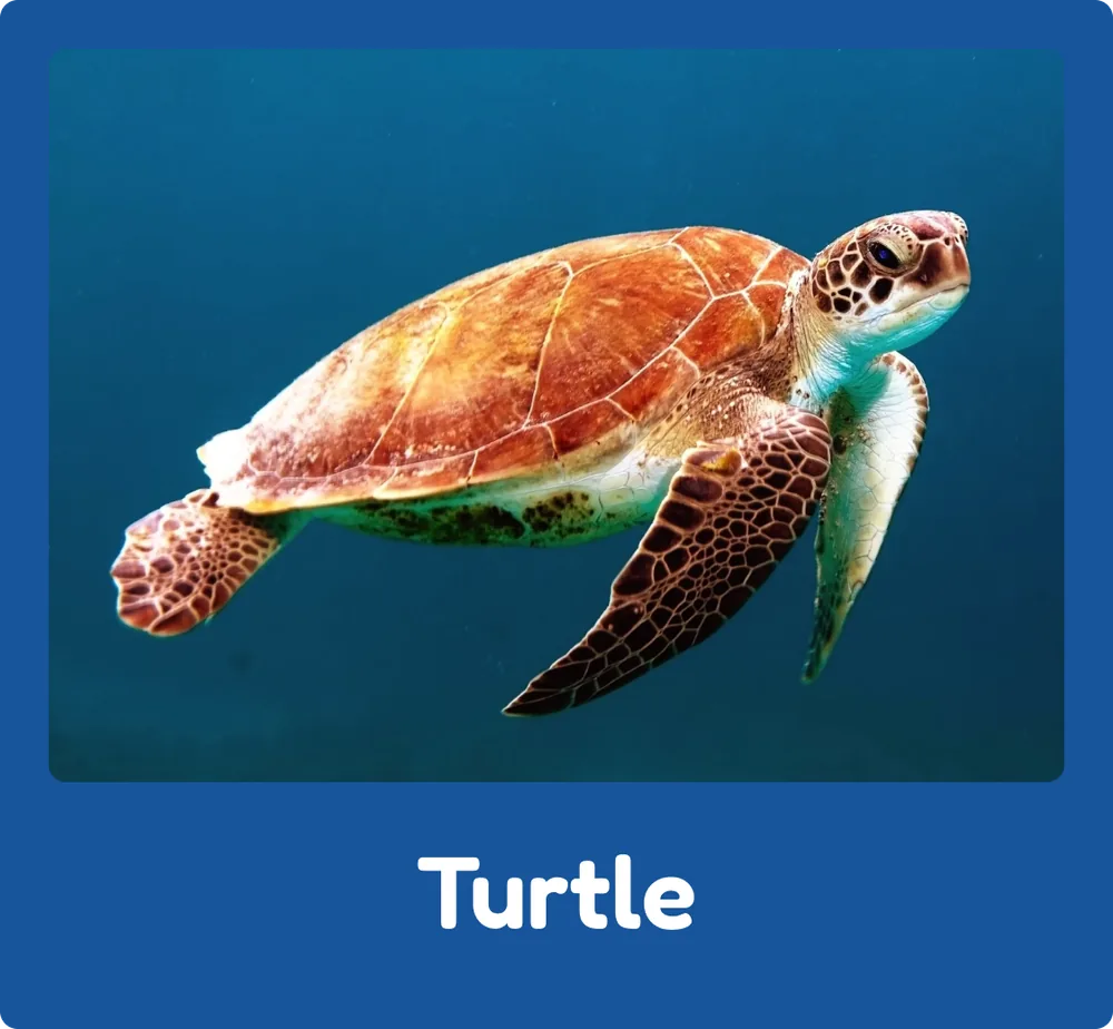 Turtle